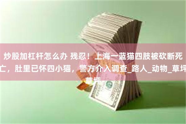炒股加杠杆怎么办 残忍！上海一蓝猫四肢被砍断死亡，肚里已怀四小猫，警方介入调查_路人_动物_草坪