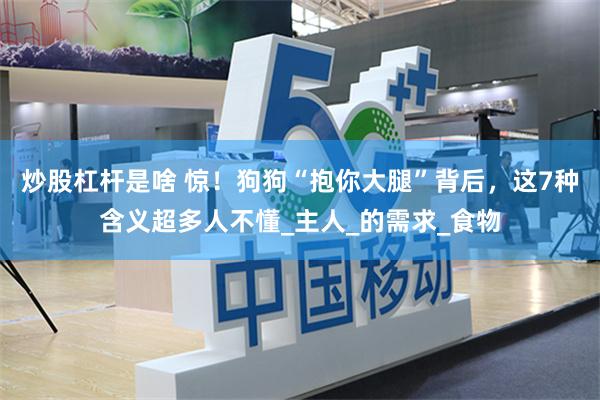 炒股杠杆是啥 惊！狗狗“抱你大腿”背后，这7种含义超多人不懂_主人_的需求_食物